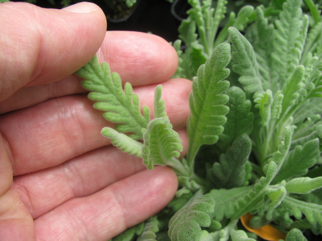 Leaves