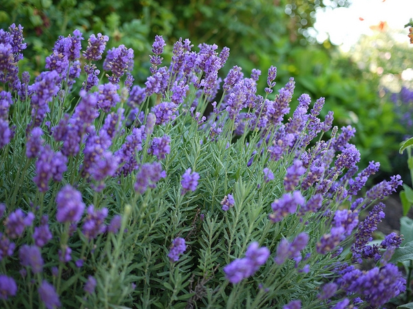 Lavandula x intermedia