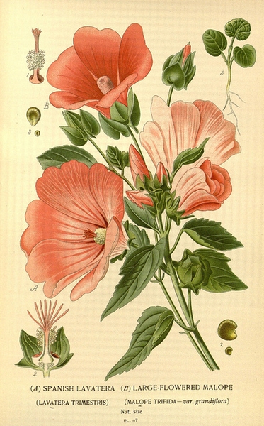 Lavatera trimestris