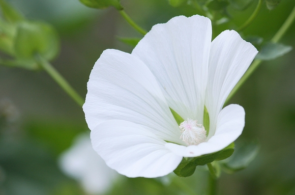 Lavatera trimestris
