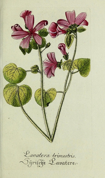 Lavatera trimestris