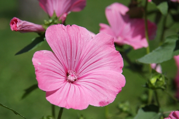 Lavatera trimestris