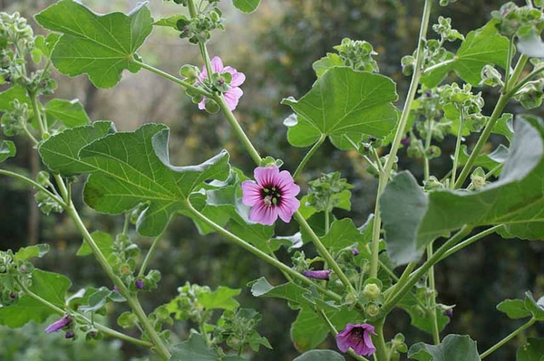 Lavatera arborea