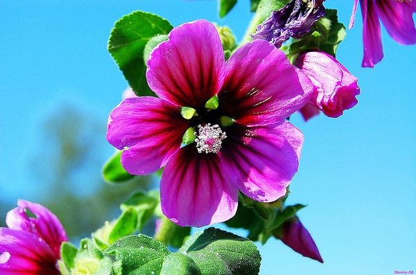 Lavatera arborea