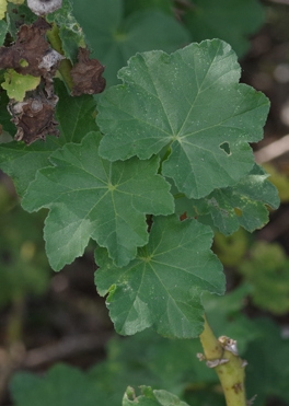 Lavatera arborea