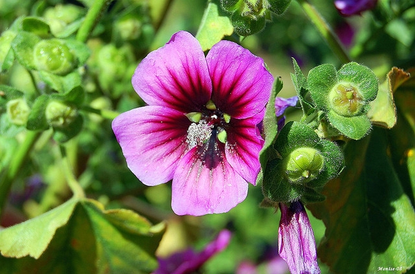 Lavatera arborea