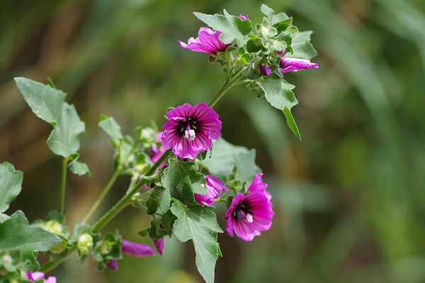 Lavatera arborea