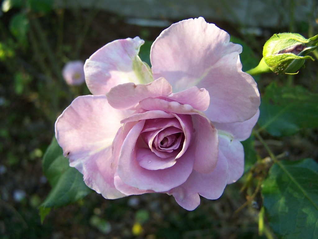 Lavender Simplicity flower