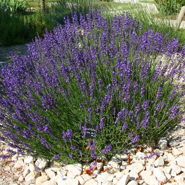 Form in bloom