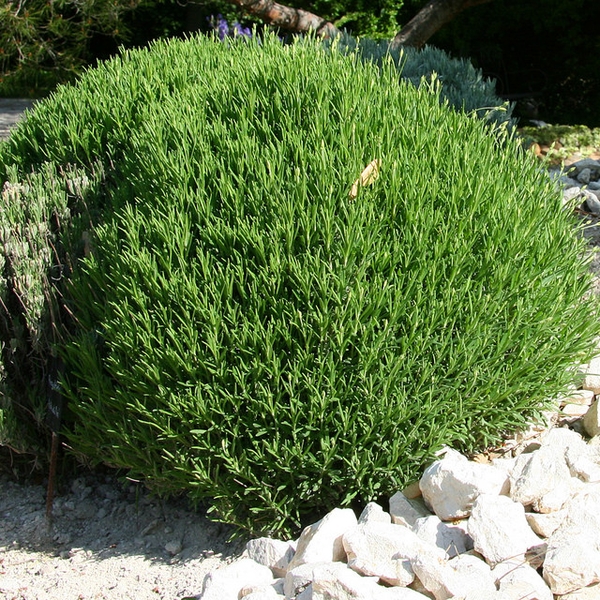 Form