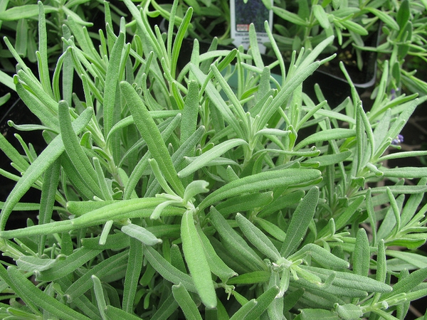 Leaves