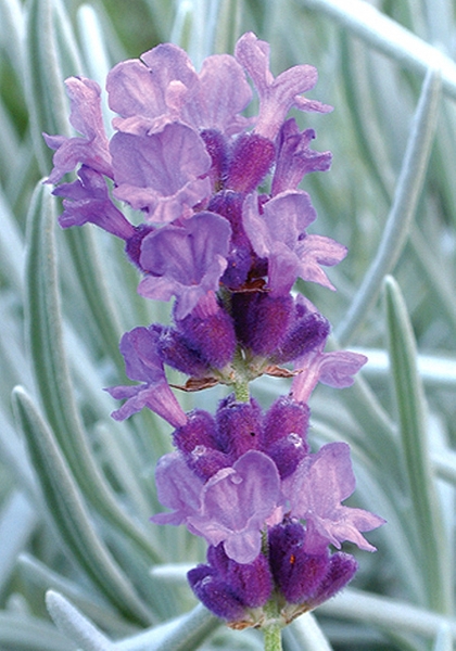 Close up of flower