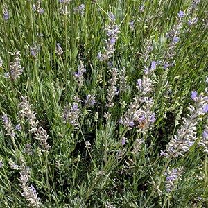 Lavandula x intermedia 'Grosso'