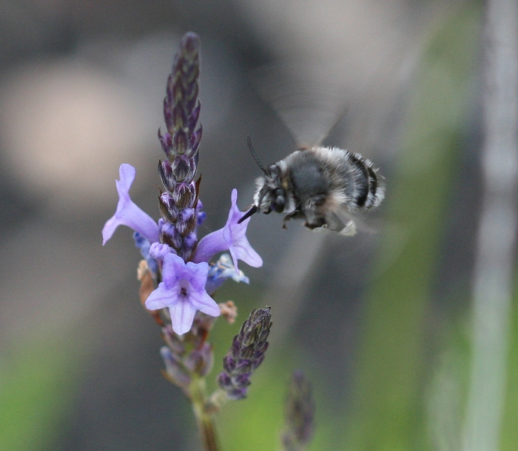 Bee on the flower