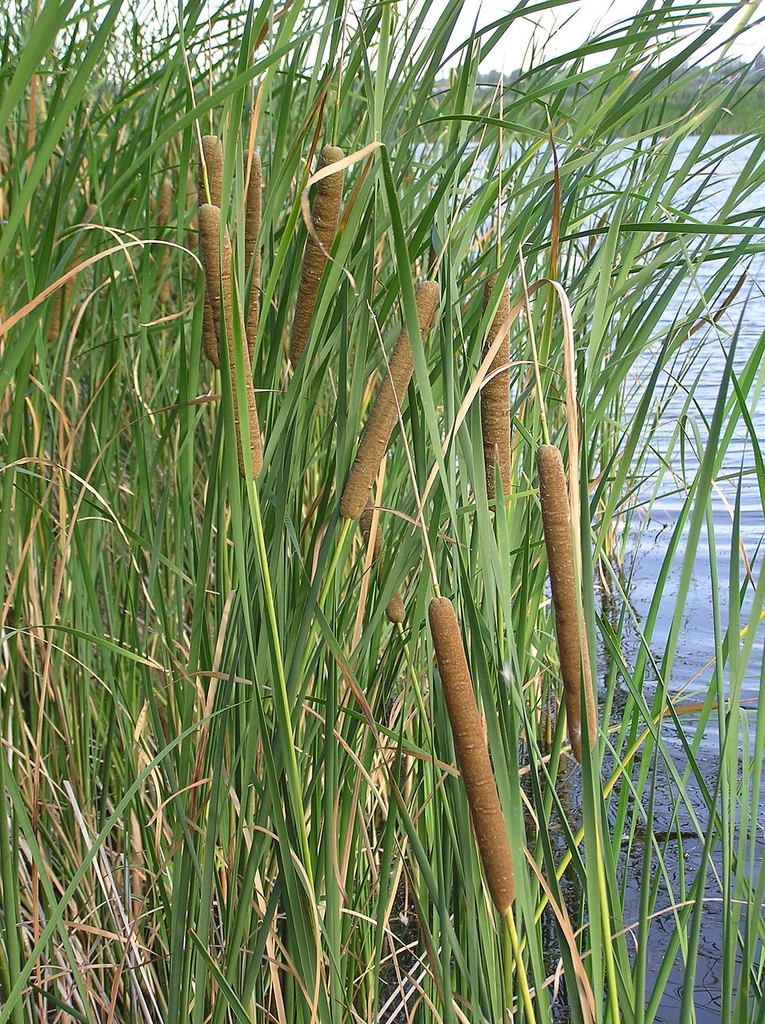 Native habitat