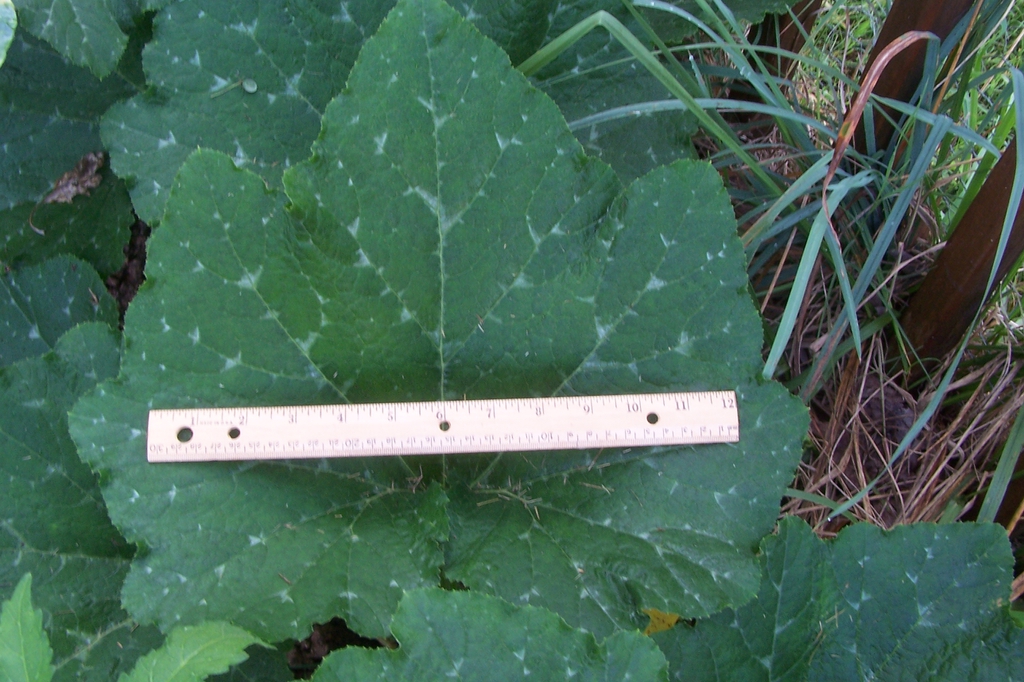 Cucurbita moschata