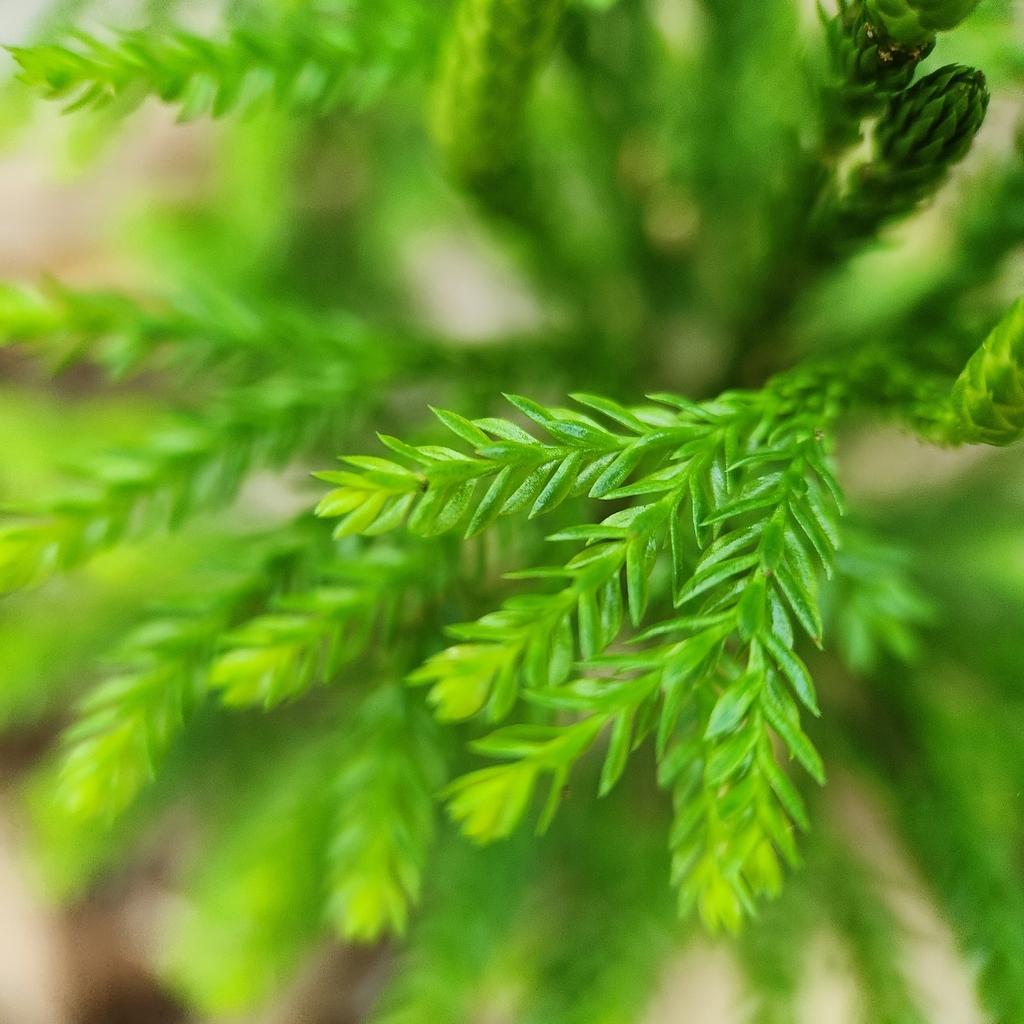 Leaf closeup in Jully in Washington County, Rhode Island