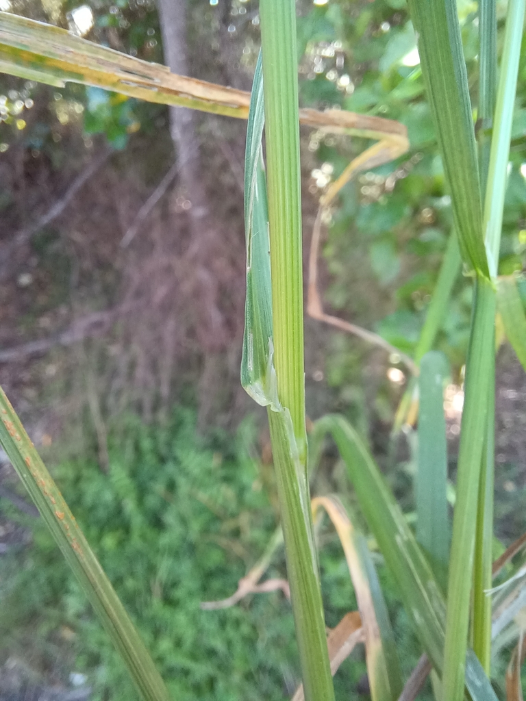Leaf and stem in October in Orere Point, New Zealand