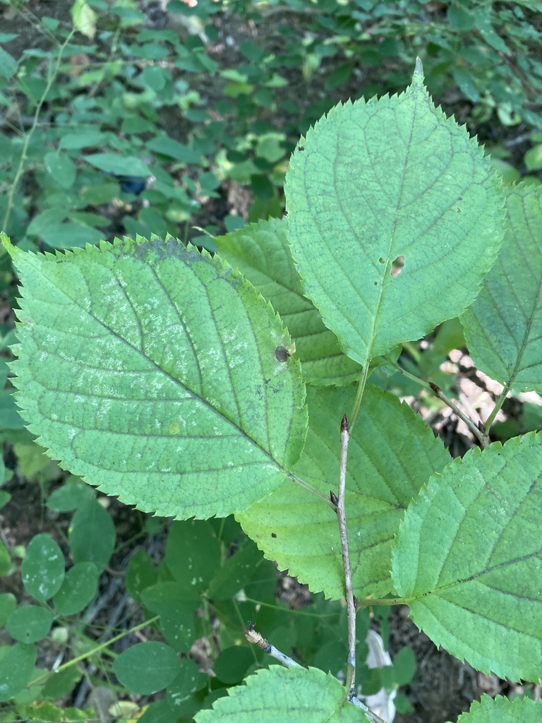Leaves and stem in September in Vladivostok, Russia
