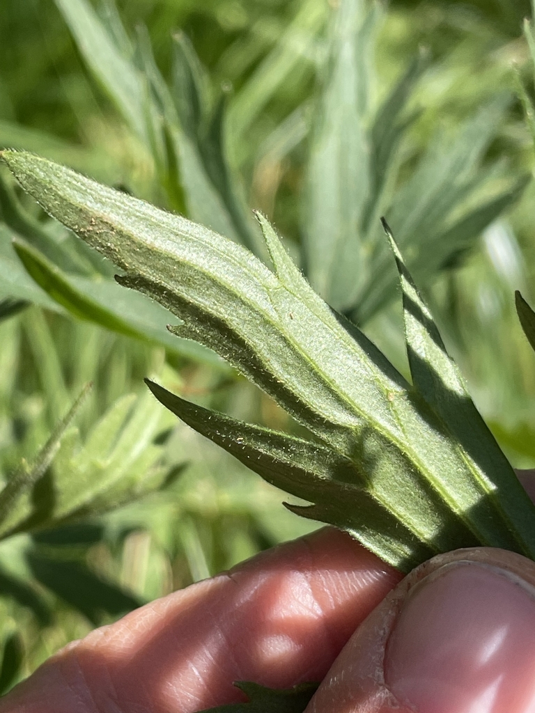 Leaf uderside in July in Provence-Alpes-Côte d'Azur, France
