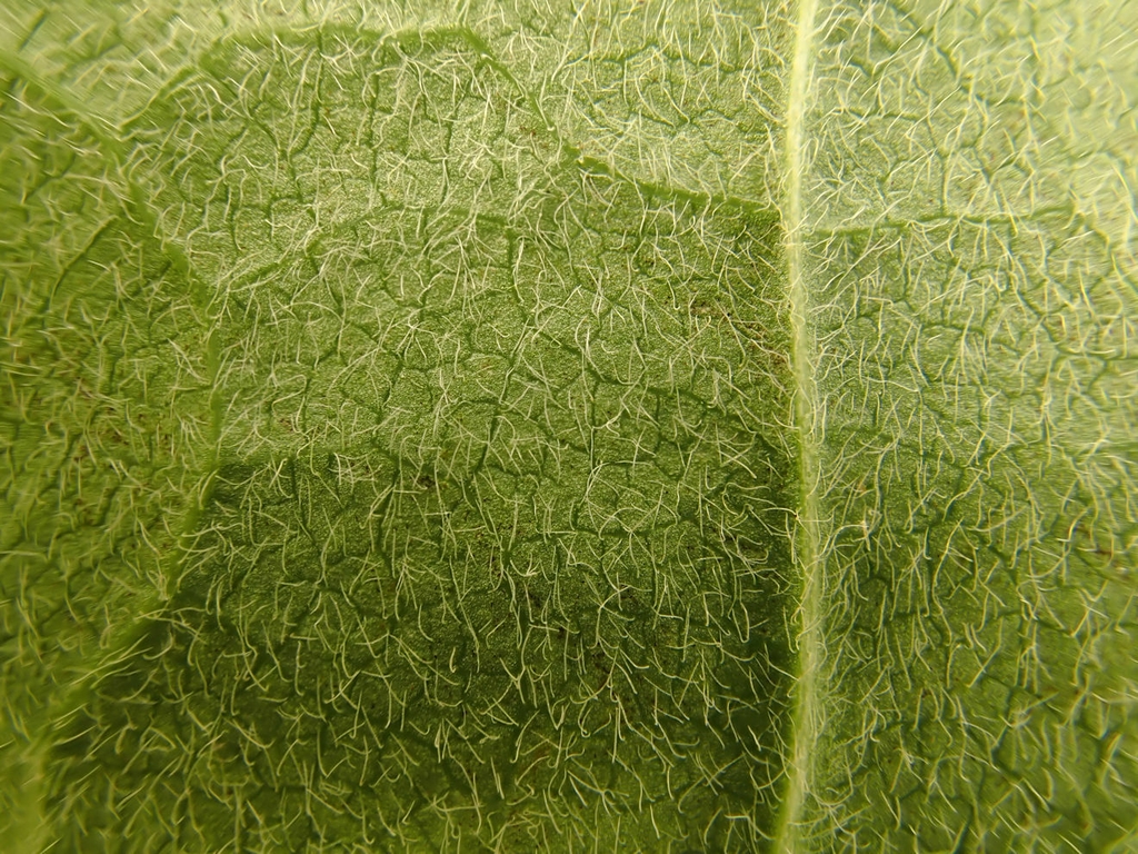 Leaf underside in July in Rutherford County, Tennesse
