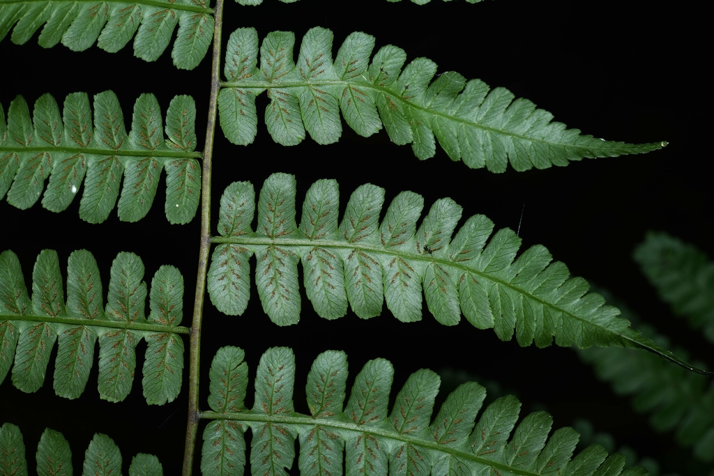 Leaf underside in July in Saül 97314, French Guyana