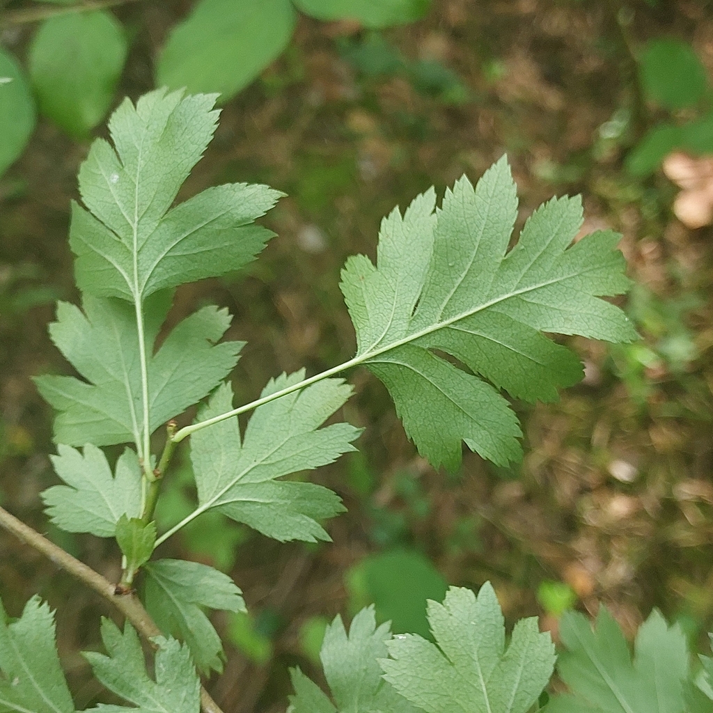 Leaf underside in July in Ukraine