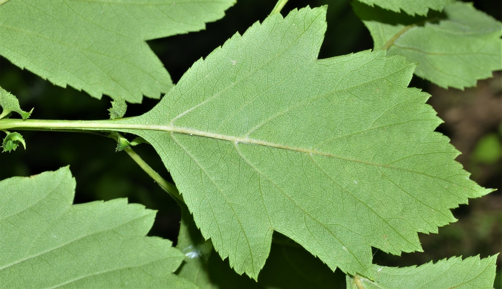 Leaf underside close-up in June in Arkansas County, Arkansas