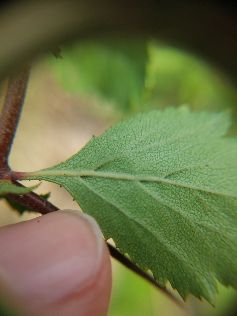 Leaf underside in June in Emanuel County, Georgia