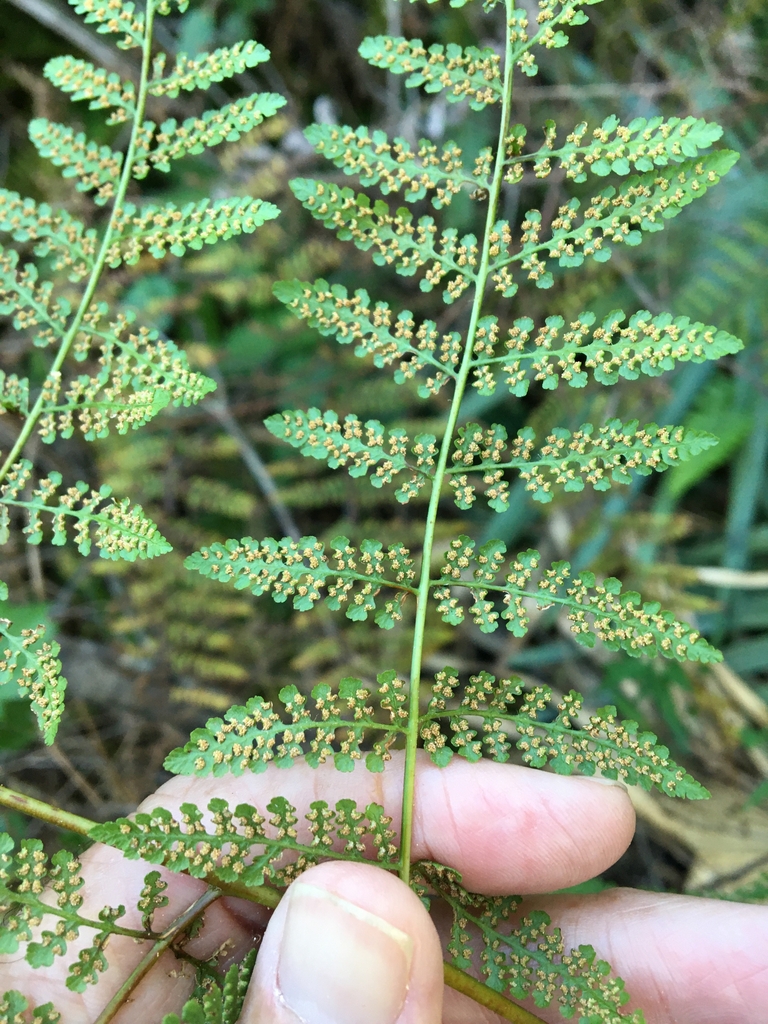 frond underside
