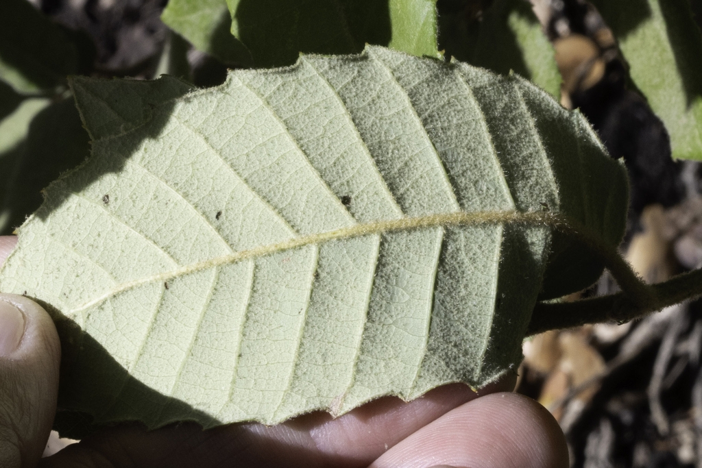 Leaf underside in October in Marin County, California