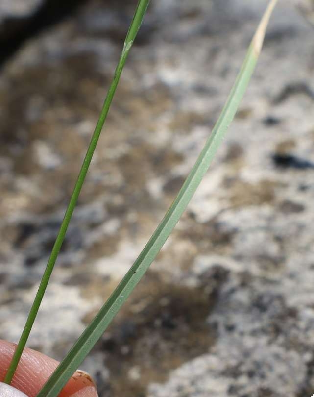 Leaf in April in Languedoc-Roussillon, France
