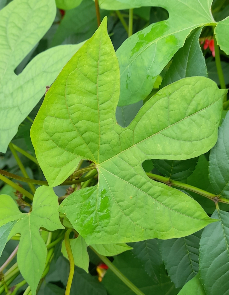 Leaf in April in Jujuy in Argentina