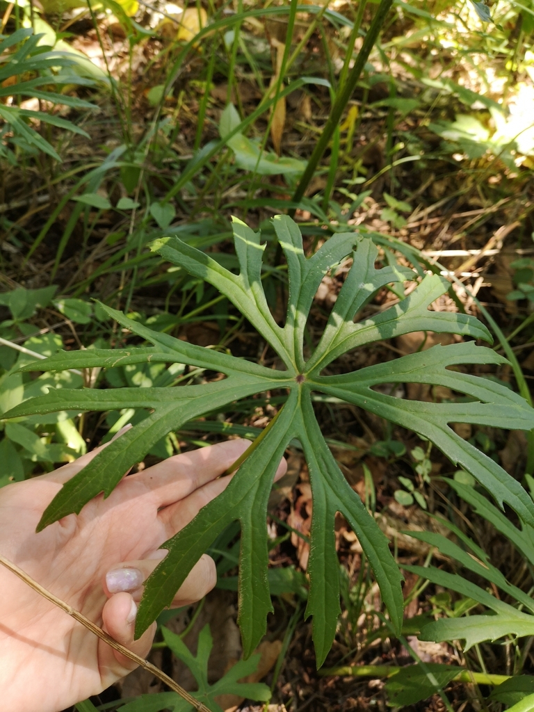Leaf in August in Primoreye, Russia