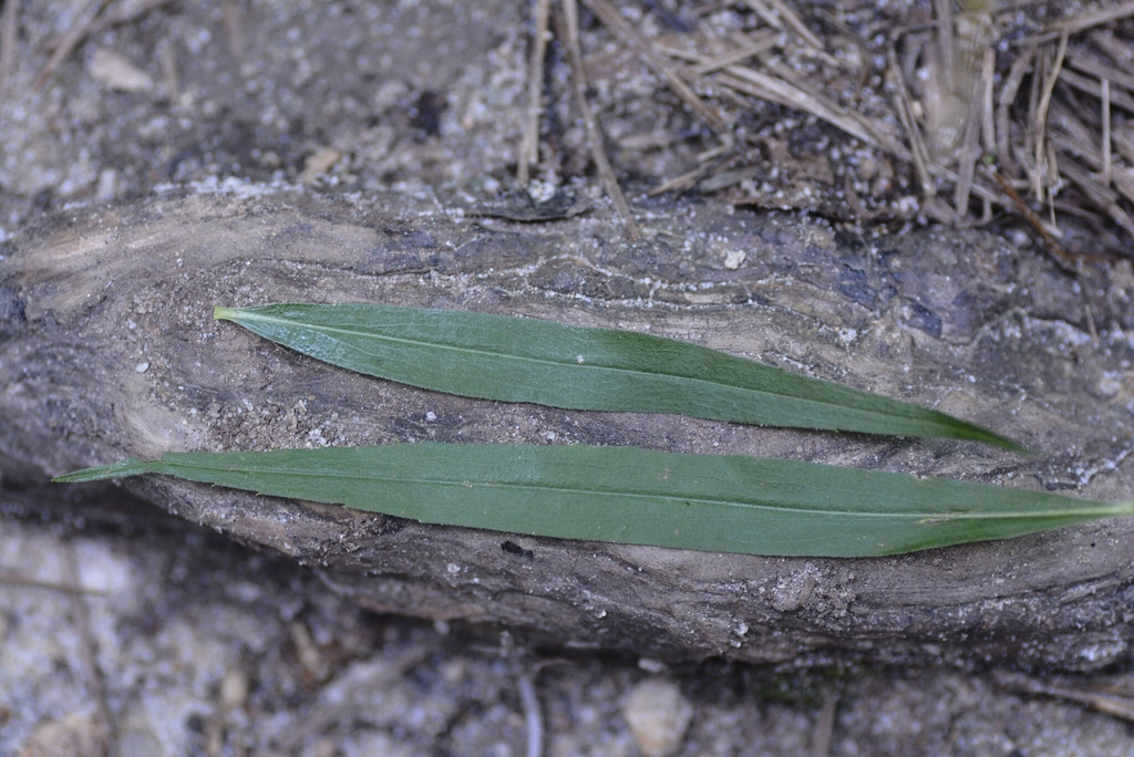 Leaf detail in August in Wake County, North Carolina