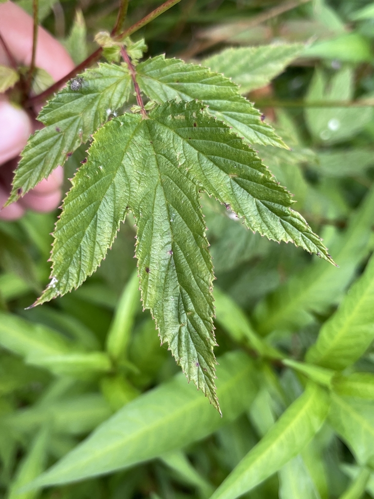 Leaf in August in Gouvy, Belgium