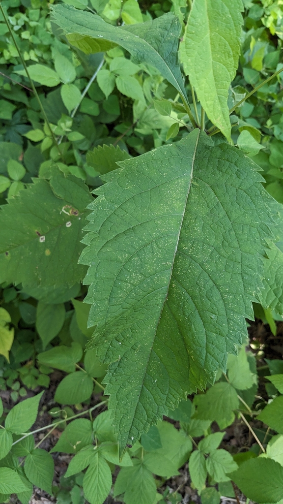 Leaf