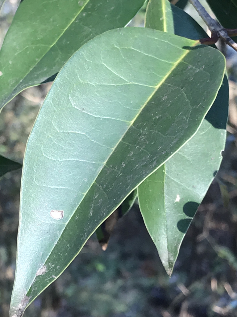 Leaf closeup showing lanceolate, smooth blade.