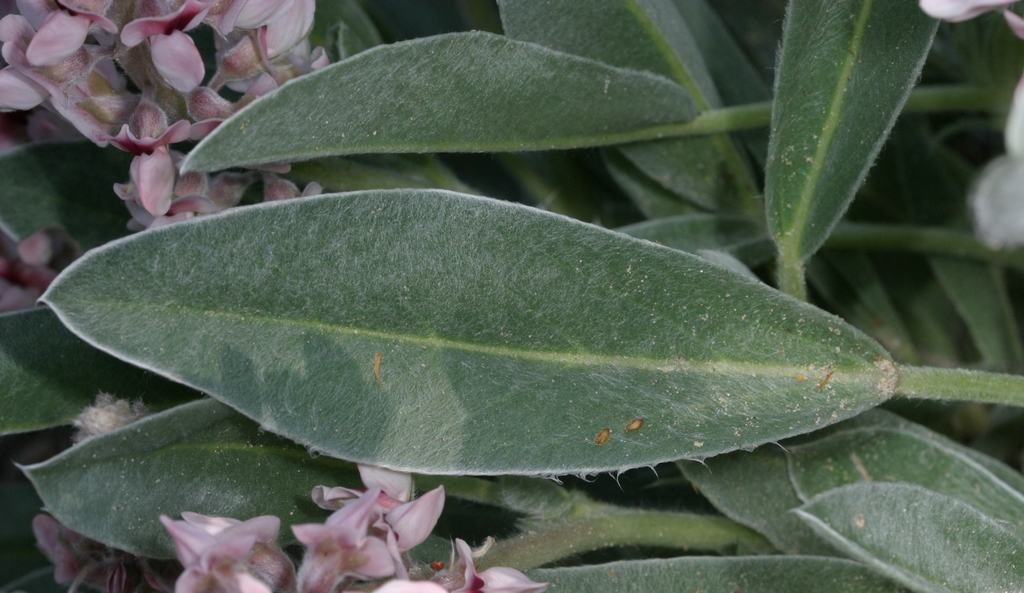Leaf Closeup - May - Pender Co., NC