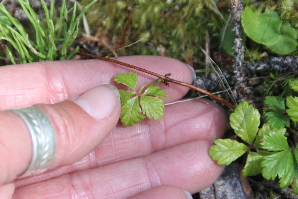 Leaf in July in British Columbia, Canada