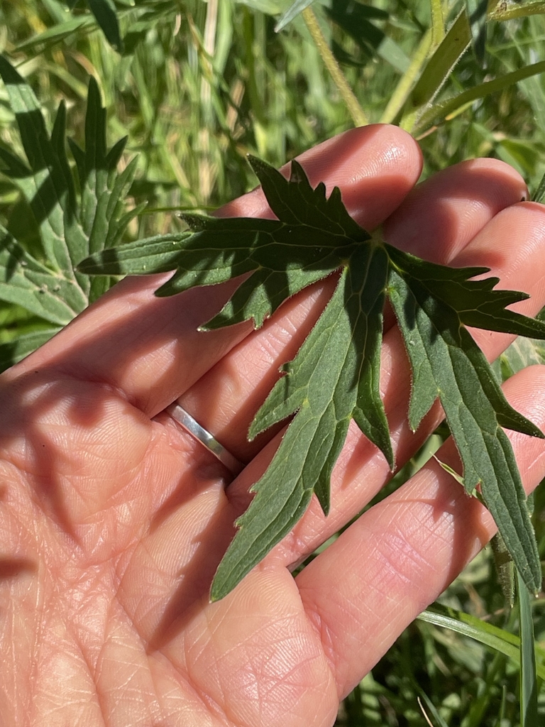 Leaf in July in Provence-Alpes-Côte d'Azur, France