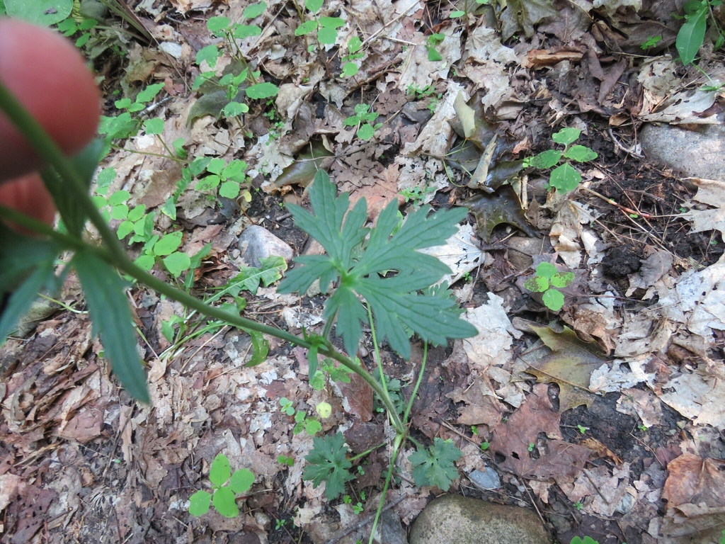 Stem showing deeply lobed hear-shaped leaves & a basal rosette