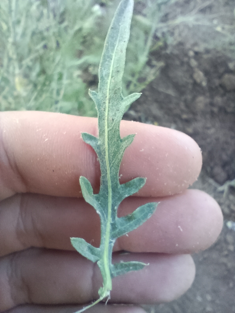 Mature leaf in June on Volgograd, Russia