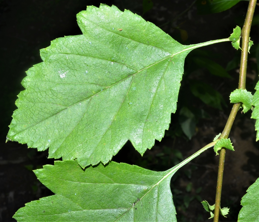 Leaf close-up in June in Arkansas County, Arkansas