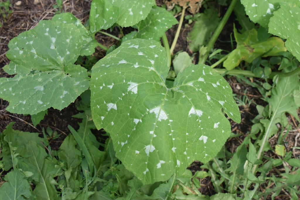 Leaves in June in Bronx, Newyork