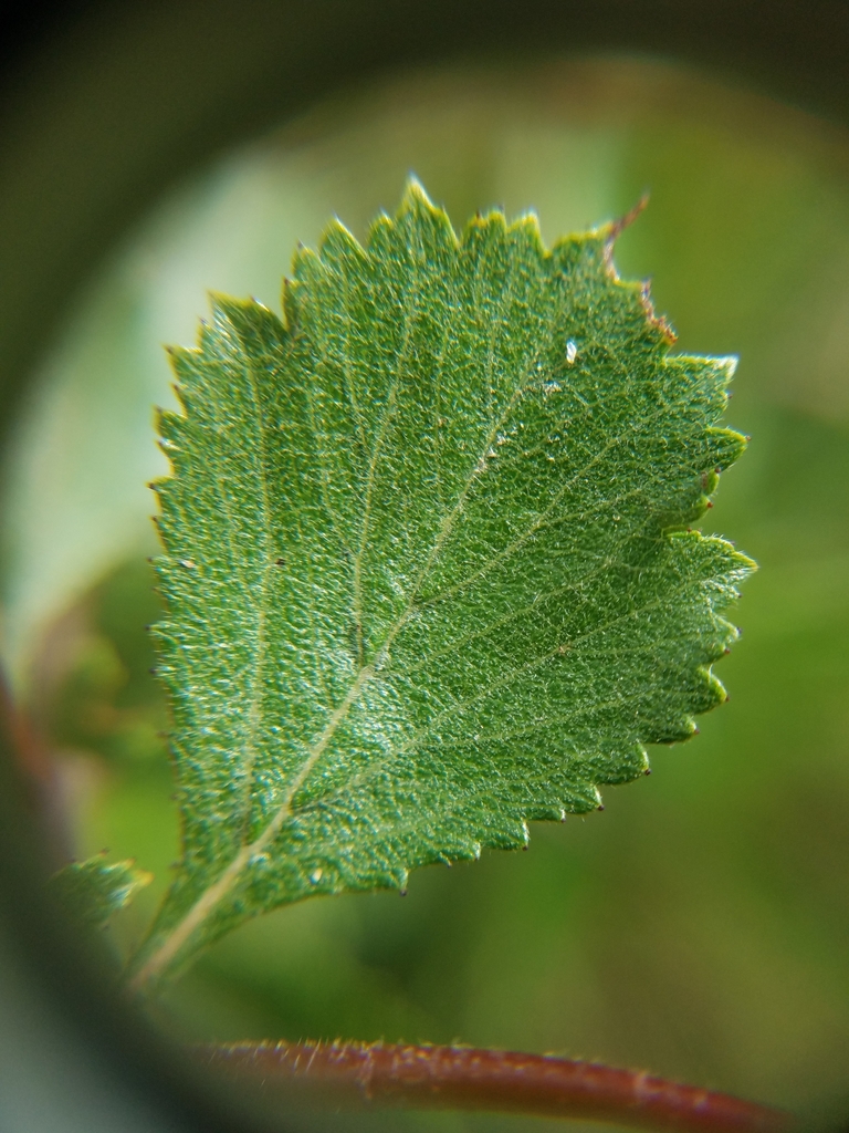 Leaf in June in Emanuel County, Georgia