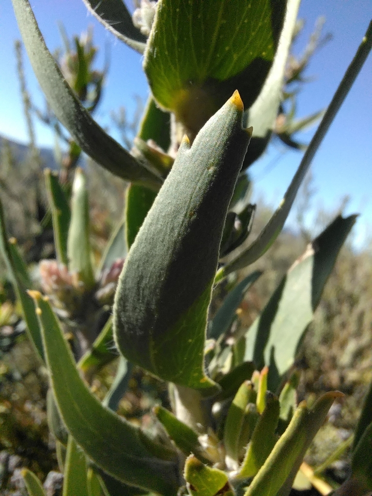 Leaf in June in West Coast County, South Africa