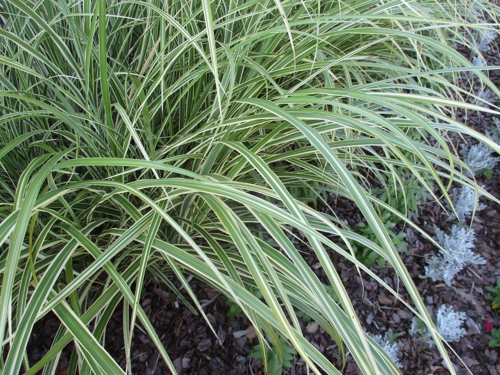 M. 'Variegatus' form with striped leaves