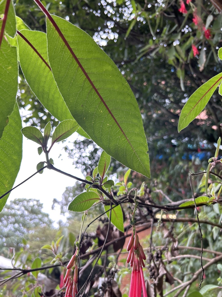 Leaf in May in Bogota County, Colombia