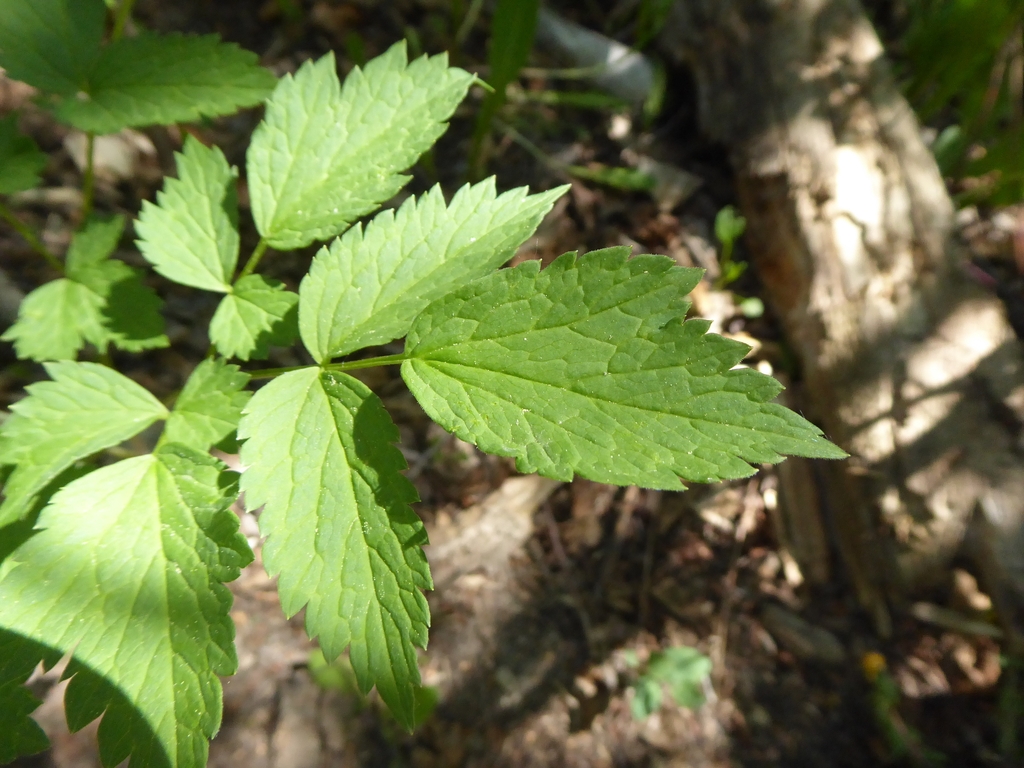 Leaf closeup in May in Calgary, Canada